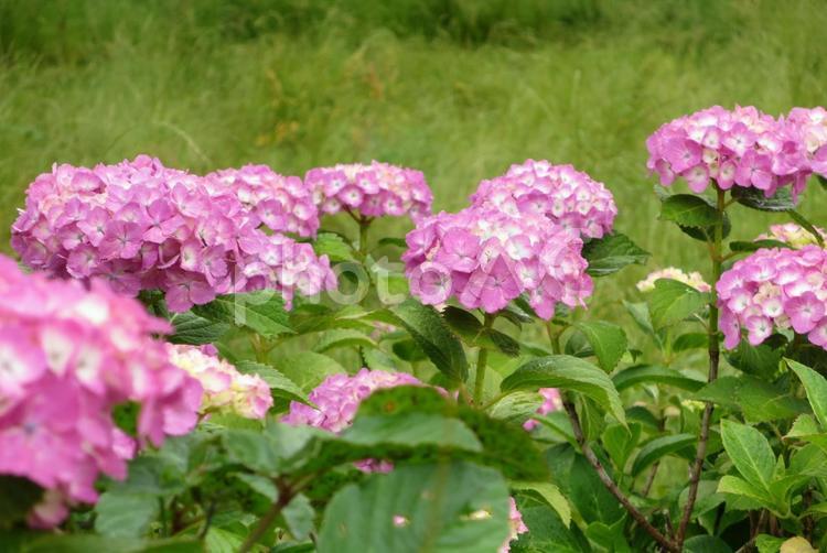 紫陽花の群生 紫陽花の群生 アジサイ,ピンク,野外の写真素材