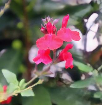 オータムセージの写真