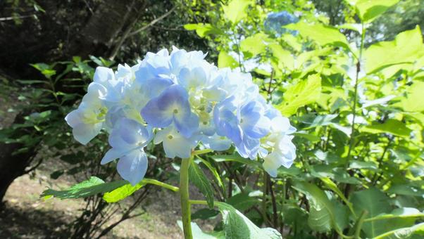 あじさいの花 あじさいの花の写真