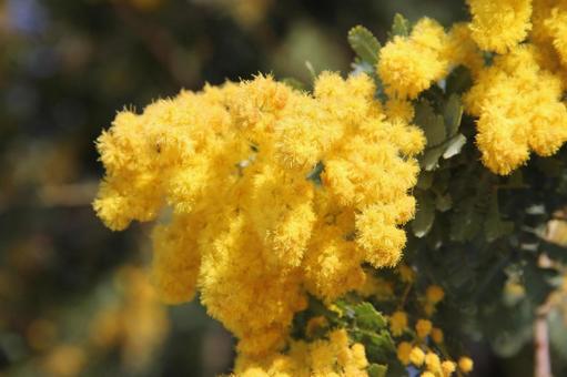 ミモザ・銀葉アカシアのクローズアップの写真