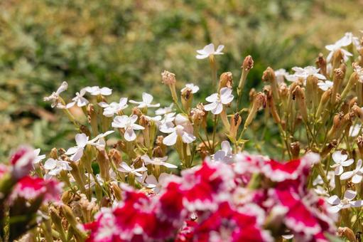 春の陽射しに輝くシレネの花 春の陽射しに輝くシレネの花の写真