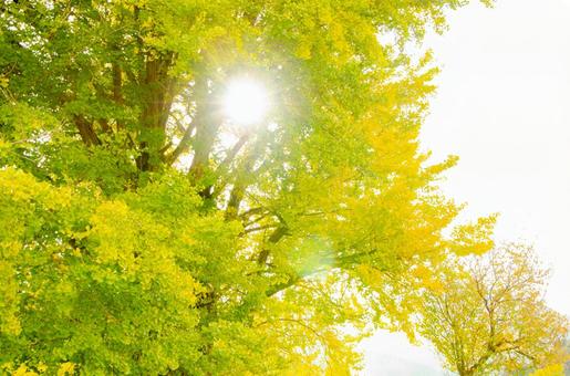 秋晴れ 秋晴れ 秋,autumn,紅葉の写真素材