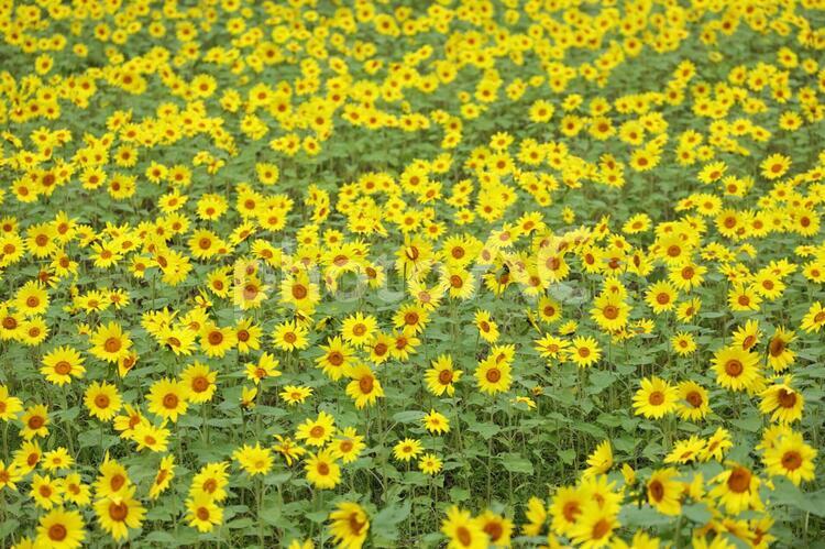 秋に満開を迎えたヒマワリ畑 ヒマワリ,花,野原の写真素材