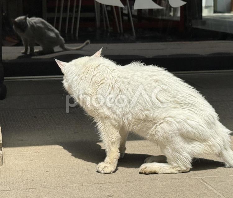 窓ガラスを覗き込む野良猫 窓ガラス,反射,鏡の写真素材