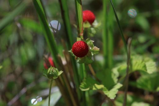 ヘビイチゴの写真