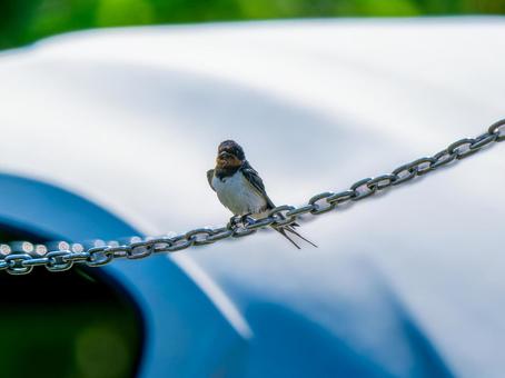 チェーンにとまるツバメ チェーンにとまるツバメの写真