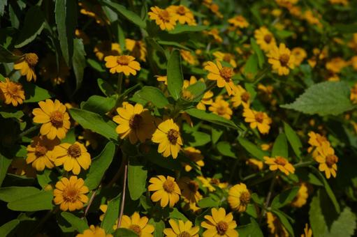 メランポジウム（メランポジューム）の花の写真