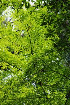 青もみじ 青もみじ,もみじ,紅葉の写真素材