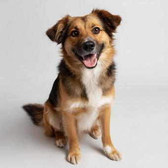 おすわりする茶色の犬 おすわりする茶色の犬の写真
