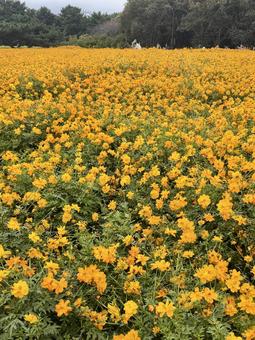コスモスの花畑の写真