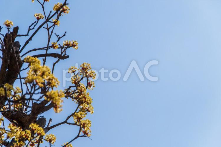 山茱萸の花と青空 花,サンシュユ,青空の写真素材