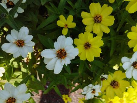 秋の花 草,雑草,自然の写真素材