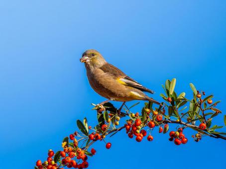 ピラカンサを食べるカワラヒワ カワラヒワ,野鳥,鳥の写真素材
