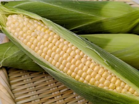 採れたての夏野菜(とうもろこし)8 採れたての夏野菜(とうもろこし)8 夏,夏野菜,トウモロコシの写真素材