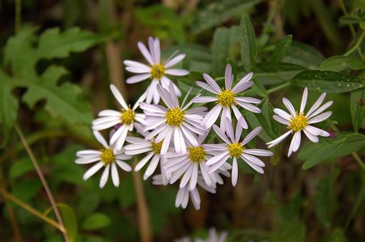 四季の山野草　ヨメナ 野菊,黄色,白の写真素材