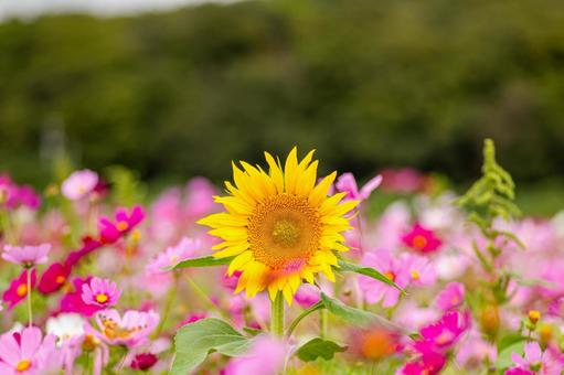 笠岡ベイファームのコスモスとヒマワリ コスモス,自然,秋の写真素材