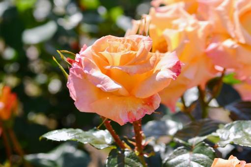 薔薇 モナリザ 薔薇 モナリザ 薔薇,モナリザ,オレンジの写真素材
