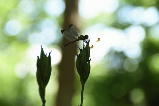 木洩れ日揺れる、盛夏の林にて3 木洩れ日揺れる、盛夏の林にて3の写真