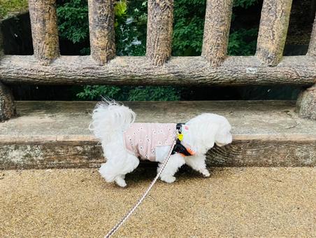 犬の散歩 犬の散歩 犬,マルチーズ,散歩の写真素材