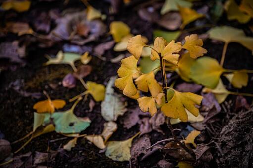 札幌　秋の落葉の風景 北海道,北,札幌市の写真素材