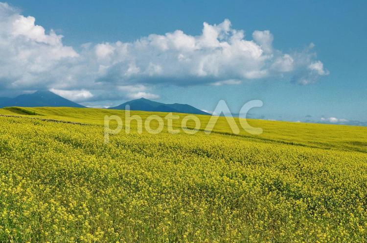 菜の花と山のある風景 菜の花,北海道の風景,北海道の景色の写真素材