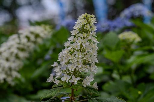 指扇アジサイまつり2025年 指扇アジサイまつり2025年 アジサイ,紫陽花,花の写真素材