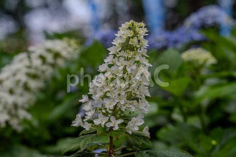 指扇アジサイまつり2025年 アジサイ,紫陽花,花の写真素材