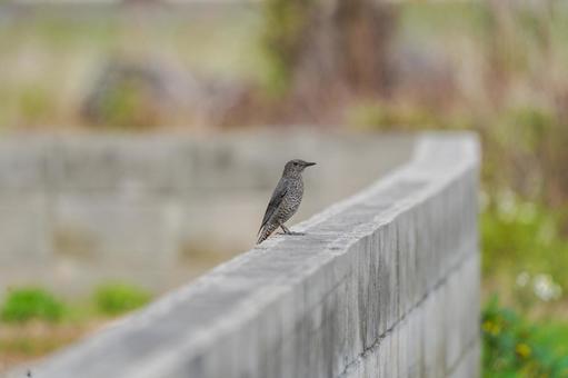 Photo, brown ears, total length 23 cm, stay bird, 
