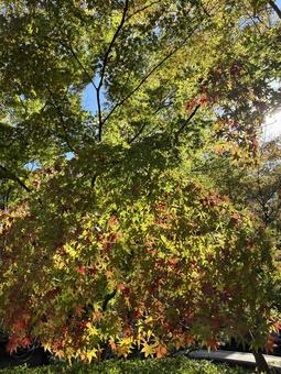 初紅葉 初紅葉,もみじ,紅葉の写真素材