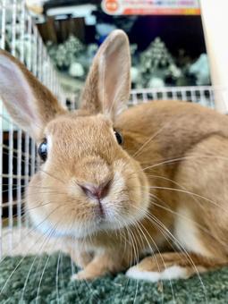 ウサギ可愛い ネザーランドドワーフ,茶色,もふもふの写真素材