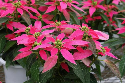 ポインセチア　咲く風景 ポインセチア,観葉植物,コントラストの写真素材