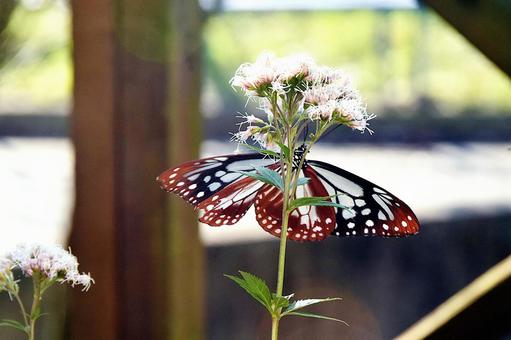 ウッドデッキの鉢植えに来たアサギマダラ ウッドデッキの鉢植えに来たアサギマダラの写真