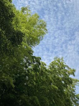 竹林と空2 竹林と空2 空,晴れ,自然の写真素材