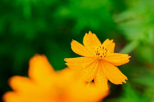 Yellow Cosmos (21), JPG