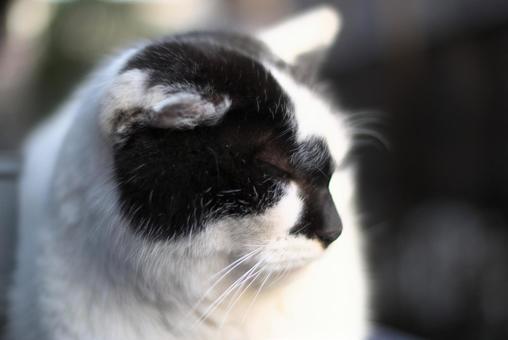 Cat with eyes closed, JPG Cat with eyes closed, JPG