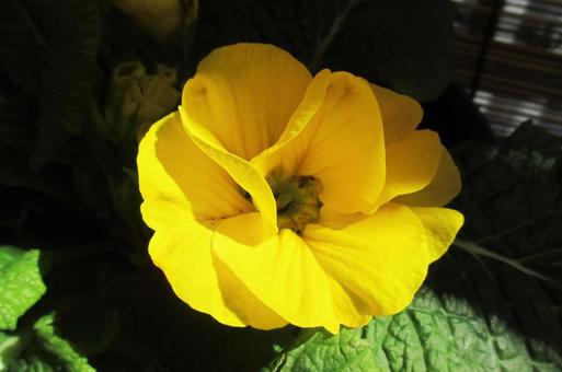 Big Primula, JPG Big Primula, JPG