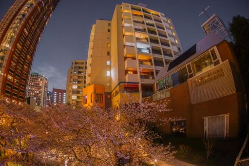 六本木夜桜と街並み 六本木夜桜と街並み 桜,夜桜,ライトアップの写真素材