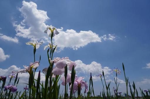 Photo, iris, fiore, uno spettacolo, 