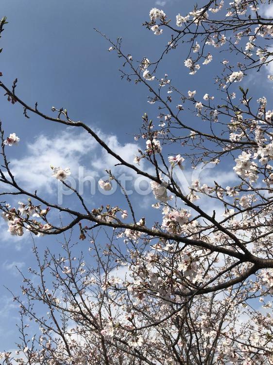 桜と青空 木,花,季節の写真素材
