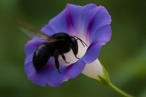朝顔に訪れる黒蜂 朝顔に訪れる黒蜂の写真