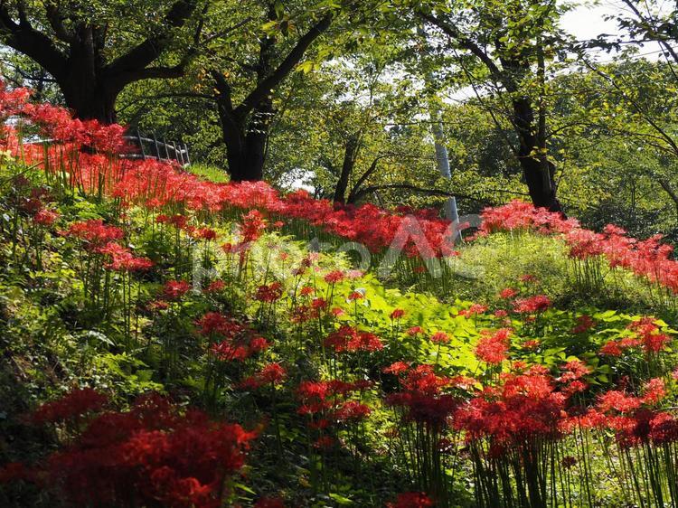 山形県天童市舞鶴山の彼岸花の群生 彼岸花,花,舞鶴山の写真素材