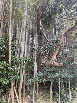 山林 山林の写真