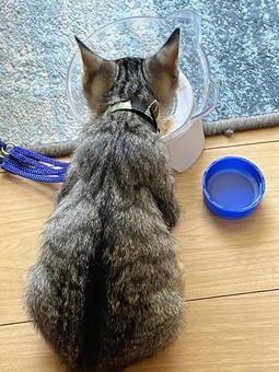 猫の背中 猫の背中 ネコ,キャット,ペットの写真素材