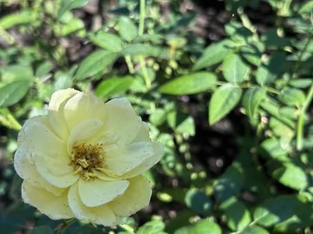 ローズの黄色い花 ローズの黄色い花の写真