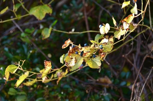 ノブドウのつる ノブドウ,青,青い実の写真素材