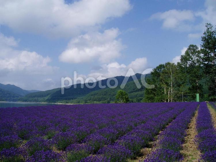北海道南富良野町のラベンダー畑 北海道,富良野,かなやま湖の写真素材