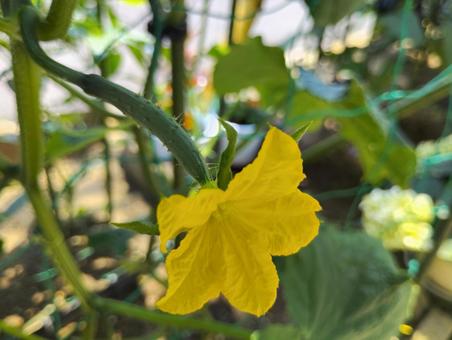 Photo, cucumber, home garden, vegetables, 