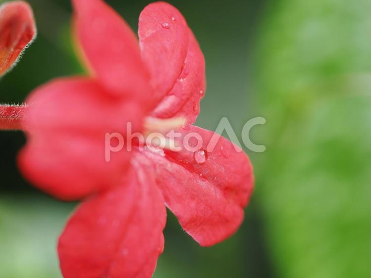 花の水滴をマクロ撮影した写真 花,マクロ,しずくの写真素材