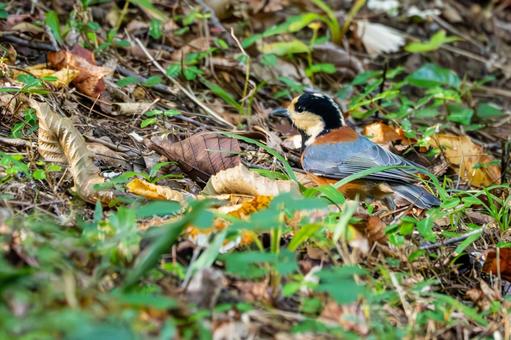 ヤマガラ(70)の写真