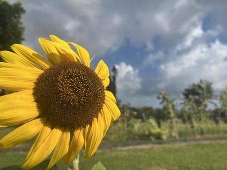 Photo, sunflower, summer, miyakojima, 